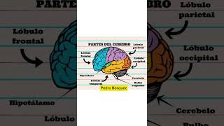 7 Partes del cerebro 🤩🤩 [upl. by Anua]