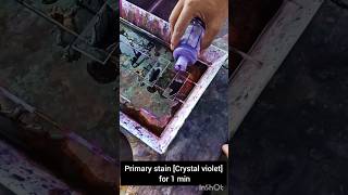 Gram staining Procedure gramstaining microbiology bacteria [upl. by Eelrahs]