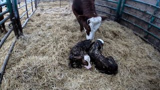 Calving on Sunday Brings Bonus Calf [upl. by Attennek329]