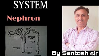 Structure and function Of Nephron Class 10 [upl. by Eecram881]