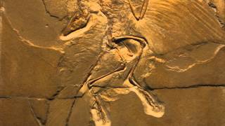 Archaeopteryx EN [upl. by Afrika]