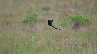 Longtailed Widowbird Euplectes progne courtship display  Giant Castle South Africa 14112022 [upl. by Kciredec]