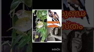 23 ഭേരുണ്ഡ ഹസ്തം  berunda hastham barathanatyam mudra [upl. by Eileen182]