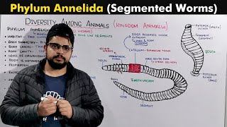 Phylum Annelida  Segmented Worms [upl. by Ahtera]