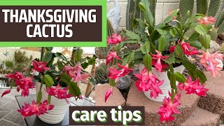 Thanksgiving Cactus How I Care for It  Schlumbergera truncata [upl. by Ethbinium]