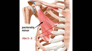 Two Minutes of Anatomy Pectoralis Minor [upl. by Mercer]