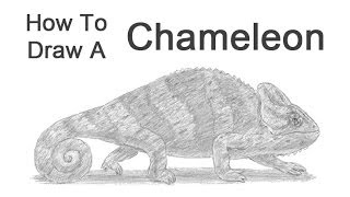 How to Draw a Chameleon [upl. by Nehgam]