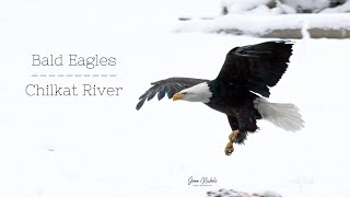 Bald Eagles Chilkat River [upl. by Ofloda]