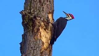 Pileated Woodpecker Drumming [upl. by Oregolac]