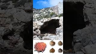 NEANDERTALES EN ESPAÑA  LA CUEVA DE LOS AVIONES  CARTAGENA  MURCIA [upl. by Sedinoel]