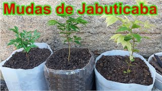 Como produzir mudas de jabuticaba através da raiz [upl. by Yrocaj]