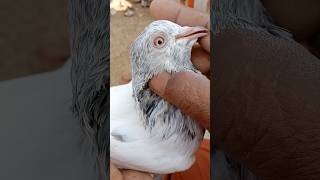 Motiyan Wala Kabootar  Ek Anokhi Nasl 😲  Rare Breed of Pigeonsquot [upl. by Jobe]