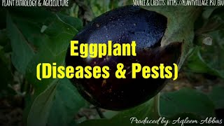 Egg plant diseases and pests  Brinjal diseases and pests [upl. by Yllier72]