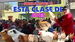 GRAN FERIA DE AVES Y CUYES EN GUAMOTE 🇪🇨 I GEO LEMA [upl. by Refennej]