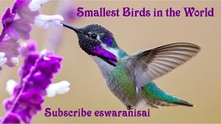 Smallest  Tiniest Birds in the world 4K eswaranisai smallestbird tiniestbird [upl. by Sperry]