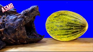 ASMR Turtle Tortoise Eating Fruit MELON 🐢3 ASMR Animal [upl. by Pardner]