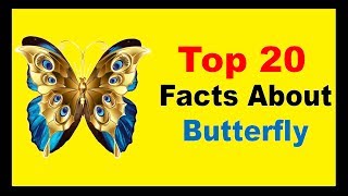 Butterfly  Facts [upl. by Vallonia887]