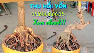 Thu Hồi Vốnngày 1012 📲0826626603 AN Giảo Phú Tân dáng Trực Lắc hoành To đế Lực AnChoGao [upl. by Htabmas664]