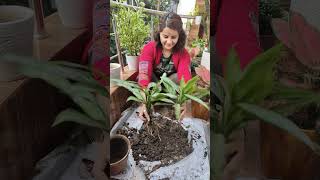 Aglaonema care gardening plants naturelovers nature peace [upl. by O'Donovan821]