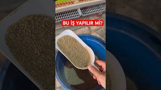 100 BILDIRCININ YEM MALİYETİ [upl. by Sheeran]