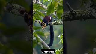 🐿️ The vibrant Malabar giant squirrel blending perfectly with natures beauty 🌿 [upl. by Nirehtak958]