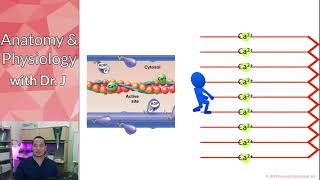 PHYL 142  Cardiac  Action Potentials amp Cardiomyocyte Contraction Feb 24th Closing Comments [upl. by Erdreid]