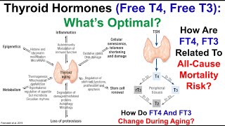 Thyroid Hormones FT4 FT3 Whats Optimal [upl. by Anawqahs]