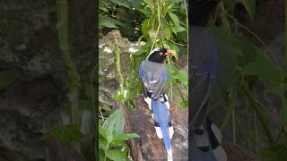 Butterfly larvae  the favorite food of Urocissa erythroryncha 🐦🐛  Tropical Forest Bees [upl. by Akenat]