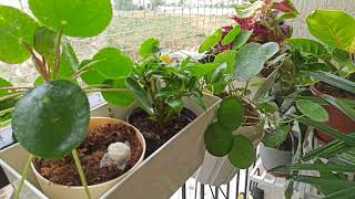 Our Balcony North Facing Plants [upl. by Eilsew]