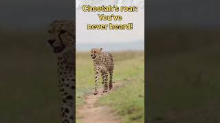 Cheetah’s Roar The Sound You’ve Never Heard Beforequot [upl. by Tereb499]