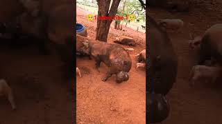 The amazing pig 🐷pig trendingvideo ytshorts piglet piglife shots viralshort viralreels [upl. by Bolitho]