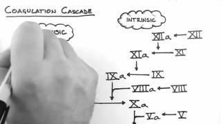 Haemostasis 2  Coagulation Cascade [upl. by Minier607]