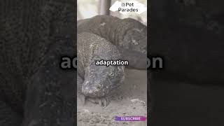 🦎 Virgin Birth How Komodo Dragons Reproduce Without a Mate  facts shorts trending viralvideo [upl. by Bean]