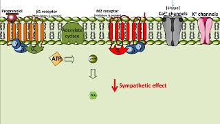 Propranolol  Mechanism of Action [upl. by Adniral]