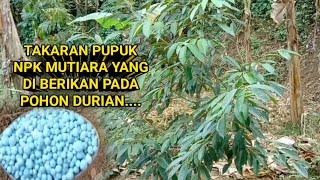 PUPUK NPK UNTUK POHON DURIAN [upl. by Rafaj]