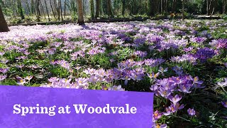 Spring at Woodvale [upl. by Tillman920]