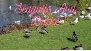 Seagulls and Ducks at Beauty Park birds nature explore trending viral [upl. by Kcirederf153]