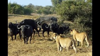 Lions  Buffalos  National Geographical Documentary [upl. by Leopold]