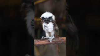 Baby Cottontop Tamarin Grooming zoo wildlife animals [upl. by Ahsiekam]