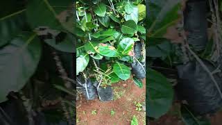 Lemon wine farming 9825747666 9925719697 [upl. by Enelaj476]