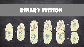 Binary Fission  Cell Biology [upl. by Adnaval]