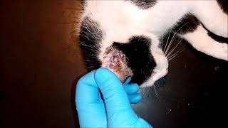 Ear wax in sedated cat [upl. by Esemaj287]