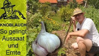 Knoblauch im Garten  so funktionierts [upl. by Aibsel]