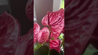 Successfully pollinated my anthurium 🙏🫶🏻 houseplants anthurium pollinate cool [upl. by Yelich195]