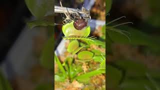 Venus Fly Trap Eating Huge Spider Alive shorts [upl. by Radley]