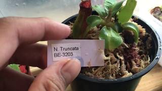 Nepenthes truncata care tips [upl. by Eyllom]