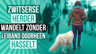 Zwitserse Herder wandelt zonder leiband doorheen Hasselt [upl. by Honor]