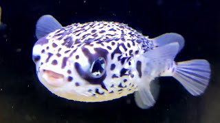 Facts The Pelagic Porcupinefish [upl. by Eldnik679]