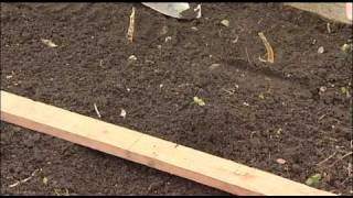 How To Plant Shallots [upl. by Celestyn738]