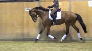 Sir Donnerhall IRoyal Dance stallion  2010 for sale [upl. by Enilarak]